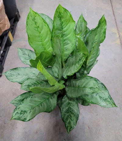 10" Aglaonema BJ Freeman